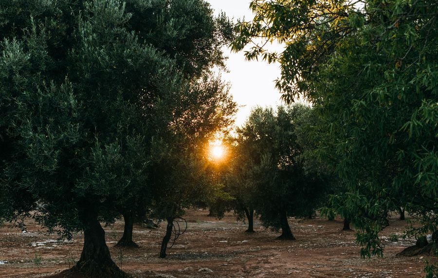 Minimalist white stone farmhouse with modern design, surrounded by olive trees in Puglia, Italy, with clean lines and Mediterranean landscape.