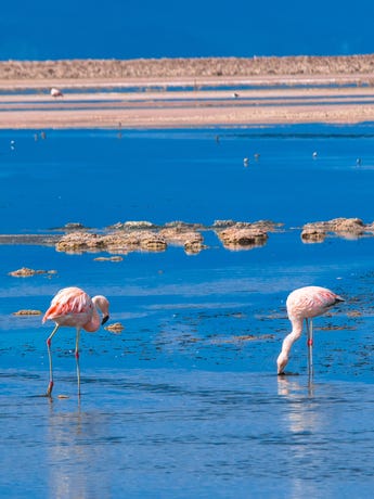 Atacama Salt Flat Chaxa Lagoon & Flamingo Reserve
