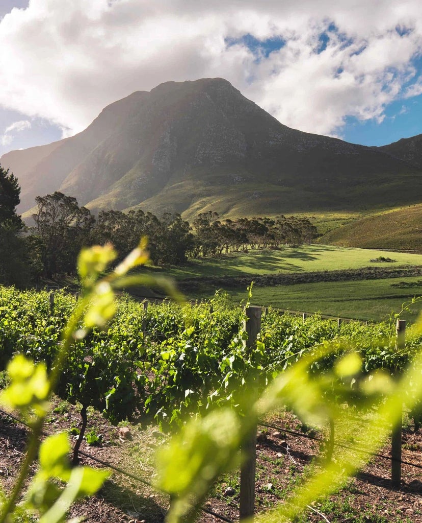 Luxurious boutique hotel with white colonial architecture, lush tropical gardens, and mountain backdrop in scenic South African landscape