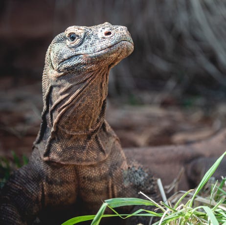 These are no mythical creatures, they're Komodo dragons