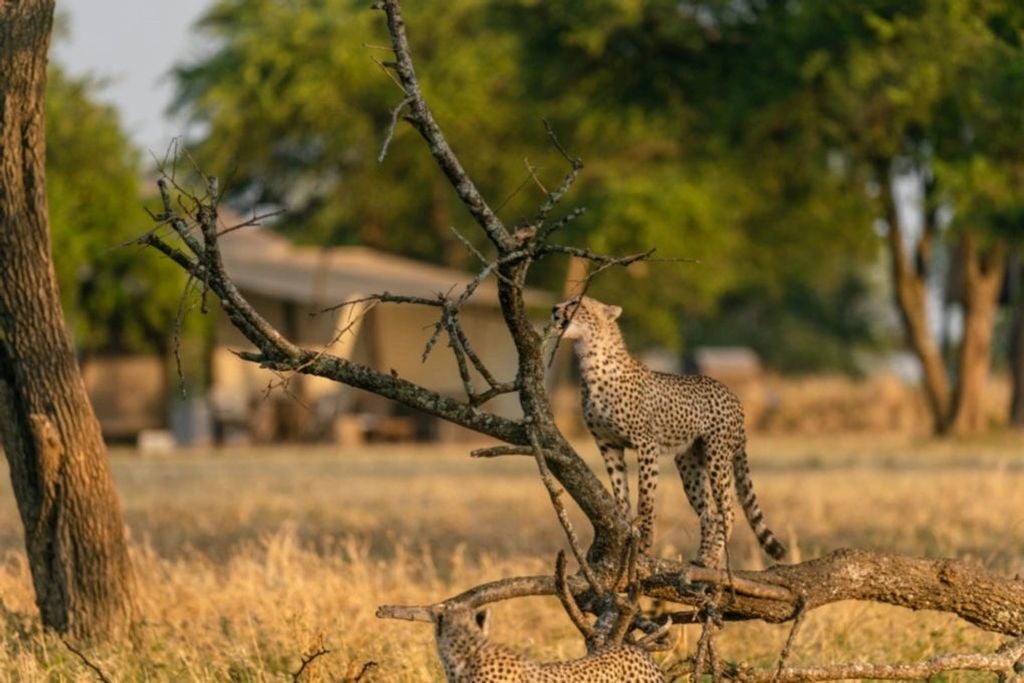 Luxurious safari tent with canvas walls, private deck overlooking African savanna, plush outdoor seating at sunset in Tanzania