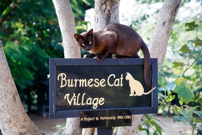 Cats rule at this village