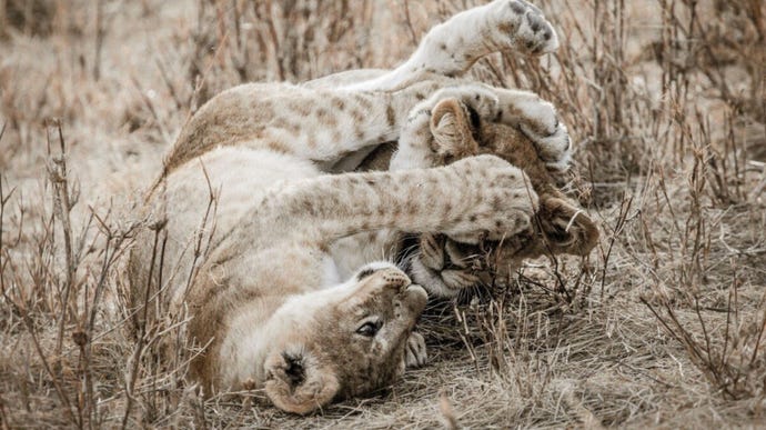 Lion cubs taking a break with some friendly play
