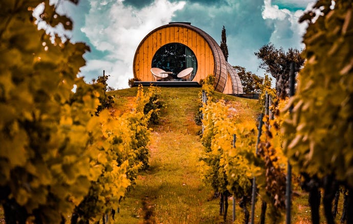 A vineyard in the Douro Valley