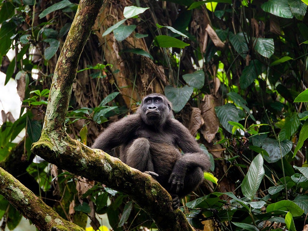 Gorilla Trekking in Congo