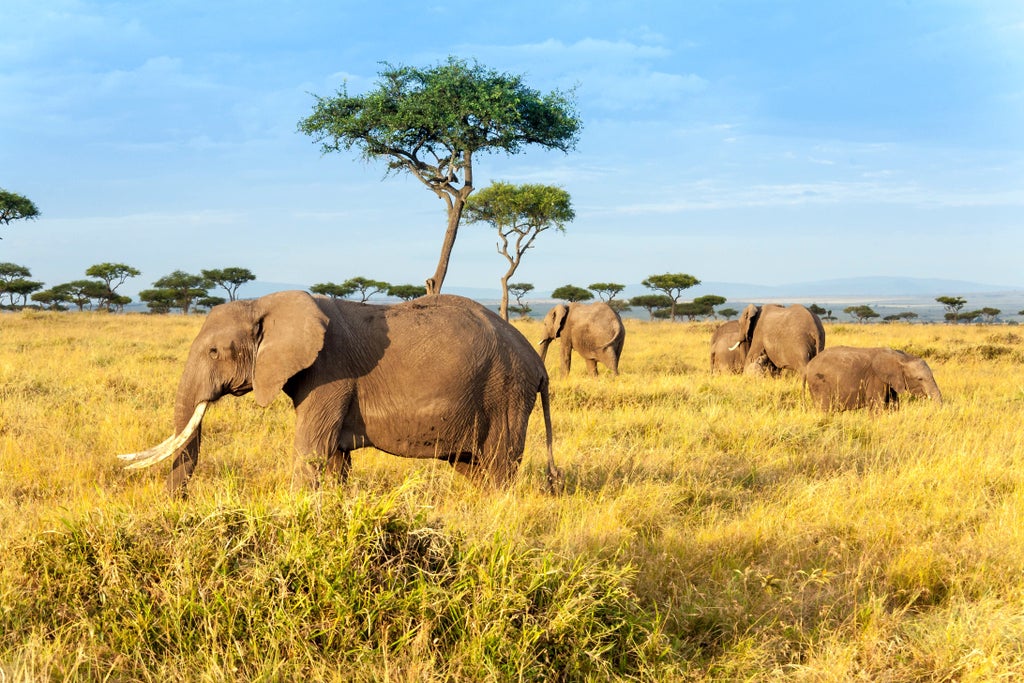 Aerial view of luxury safari tents nestled in Maasai Mara savanna, surrounded by acacia trees and golden grasslands at sunset