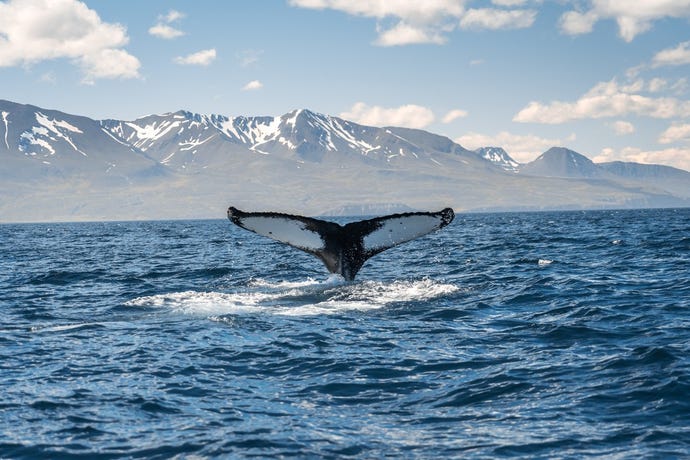 A humpback whale going for a dive