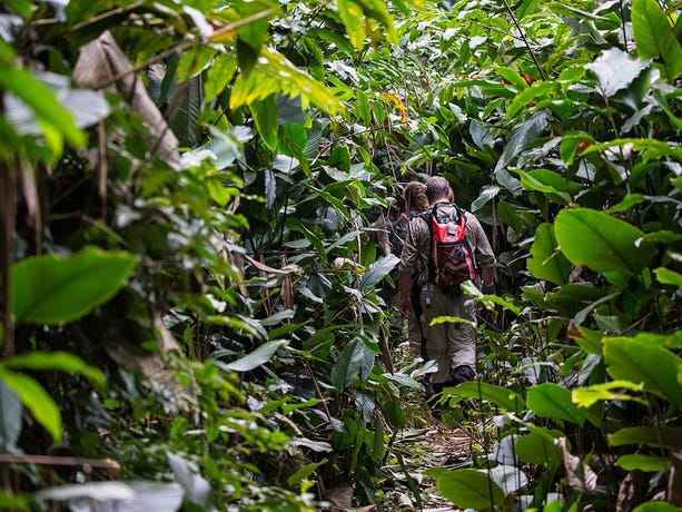 Trek through the jungle with your expert trackers