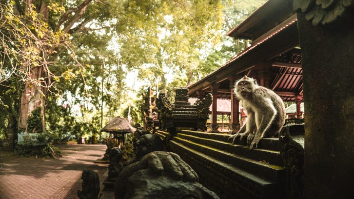 A monkey sanctuary in Ubud
