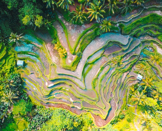 Lose yourself in the terraced rice fields outside of Ubud 