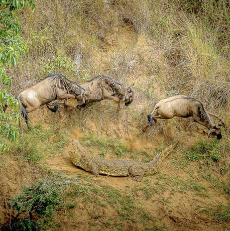 Wildebeest avoiding an attack from a crocodile