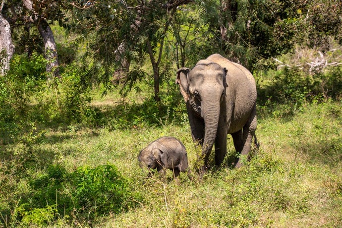 Get close to elephants