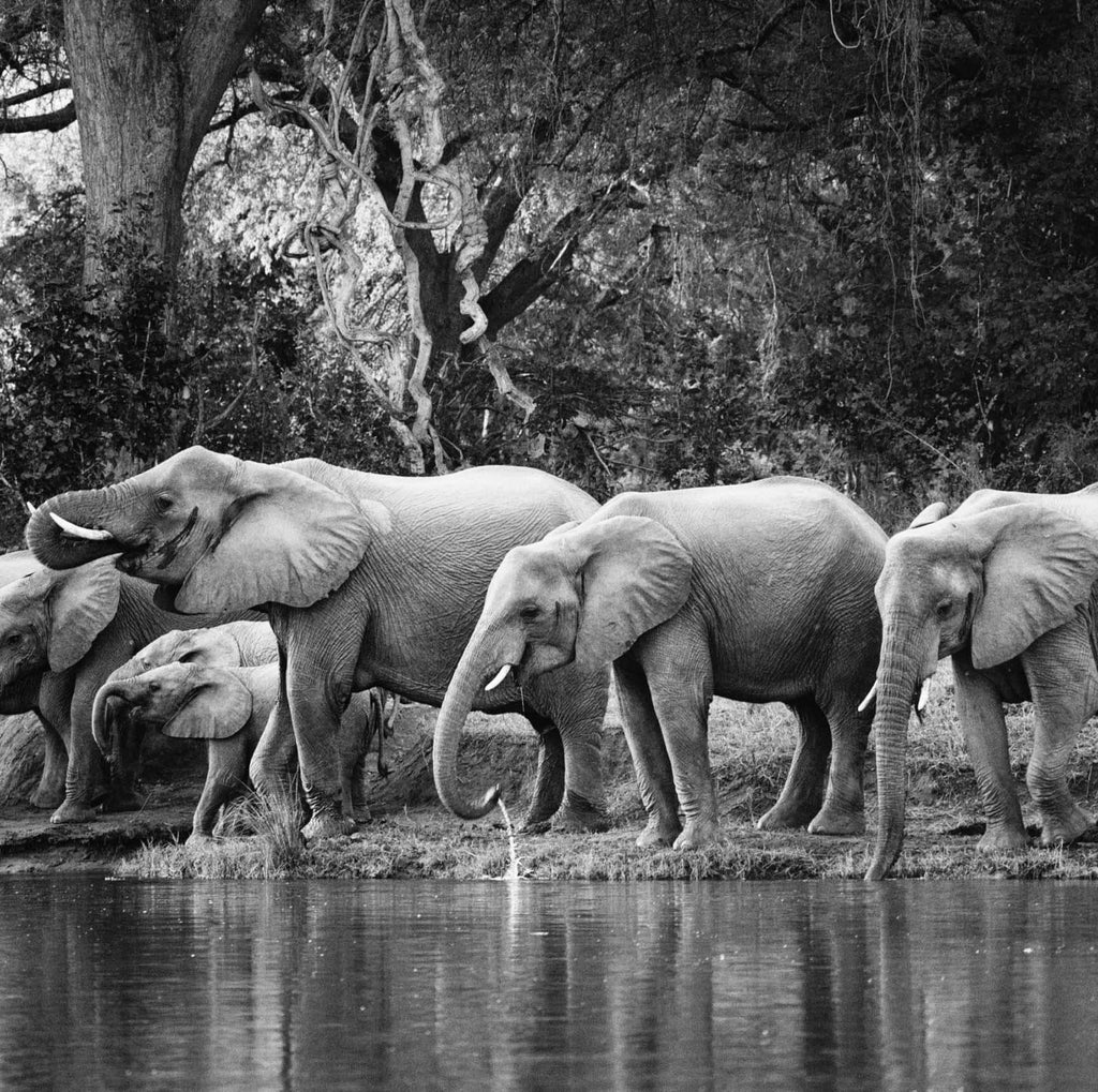 Luxurious safari camp nestled in South Luangwa National Park, with canvas tents overlooking a lush riverbank amid pristine wilderness at dusk