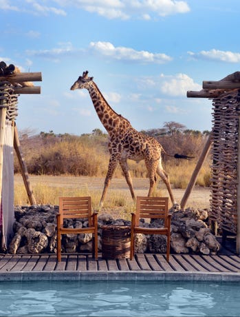 Pool for guests and giraffes