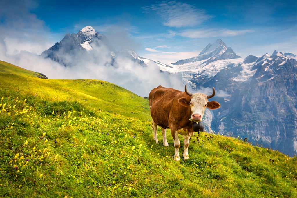 Green rolling hills dotted with traditional Swiss chalets, with snow-capped Alpine peaks in background under clear blue summer sky