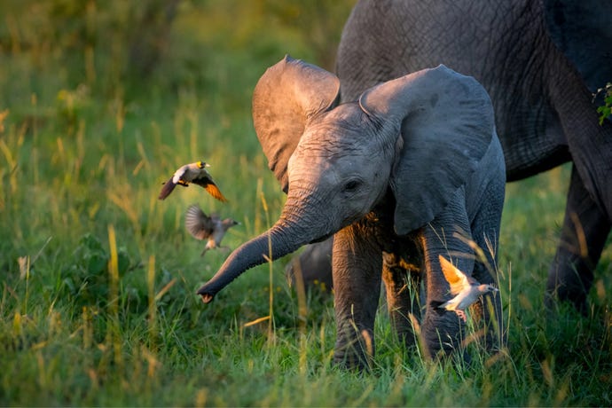 Enjoy one last morning game drive in the Sabi Sands
