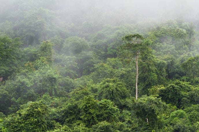 The incredible Belize rainforest
