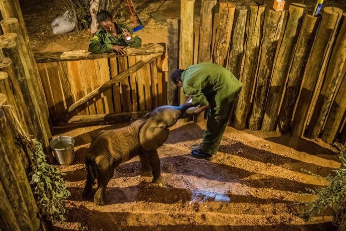 The elephant orphans at RETETI