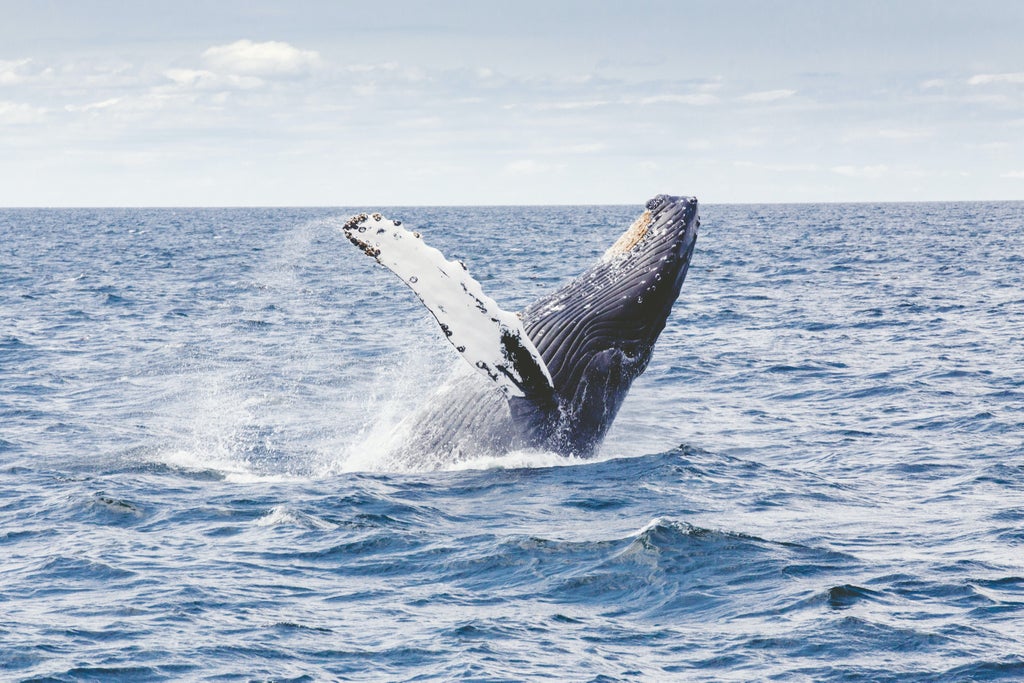 Fast-moving speedboat gliding through arctic waters surrounded by snow-capped mountains, searching for whales in Iceland's fjords