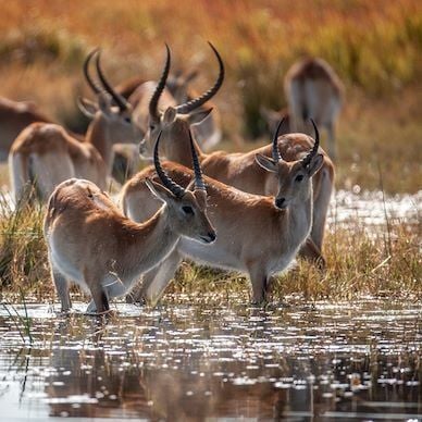 Luxurious safari camp nestled in Botswana's wilderness, with elegant tented suites overlooking a serene landscape of grasslands and distant wildlife.