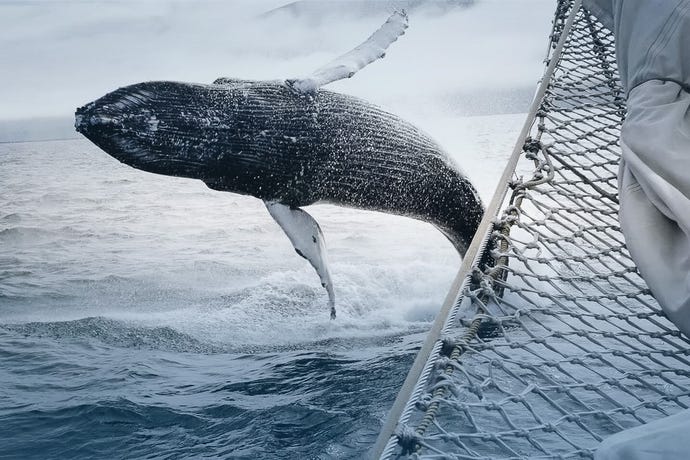 A breaching humpback whale