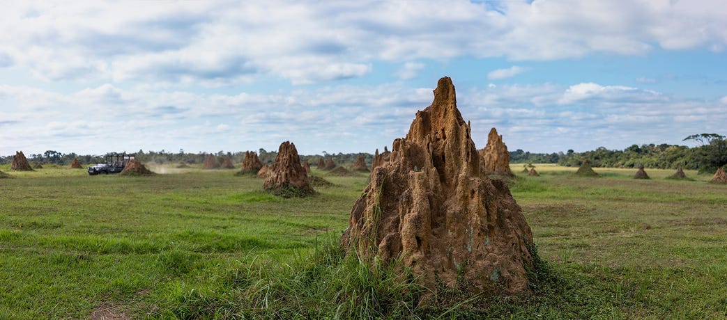 The massive termite mounds around the plains of Mboko