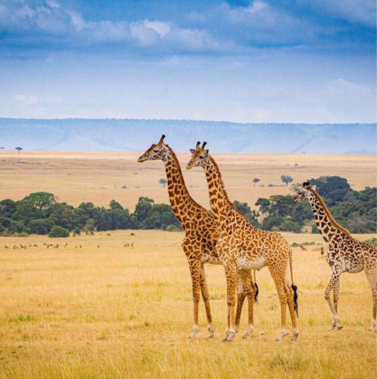 Aerial view of luxury safari tents nestled in lush Maasai Mara savanna, with winding paths and acacia trees under golden sunlight