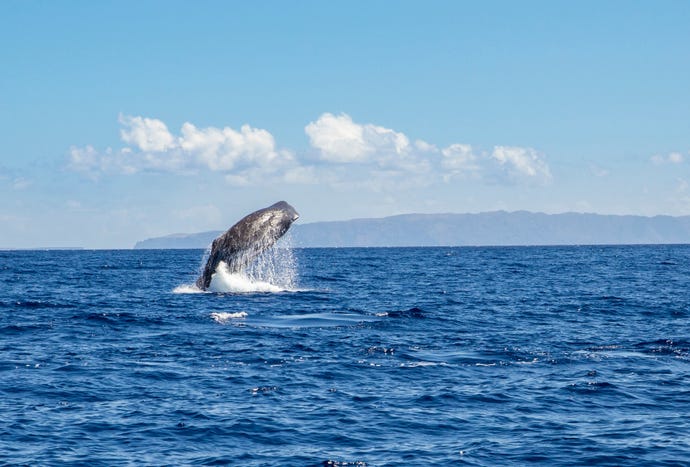 Sperm whales are one of the likely species in April
