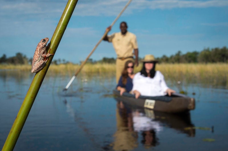 Elevated wooden luxury safari lodge with thatched roof overlooking pristine wetlands and lush palm trees in the Okavango Delta