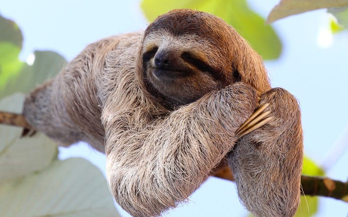 Hang with the sloths
