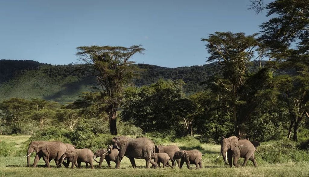 Luxury safari tents overlook Tanzania's Ngorongoro Crater, with canvas walls, wooden decks and panoramic views of the savanna