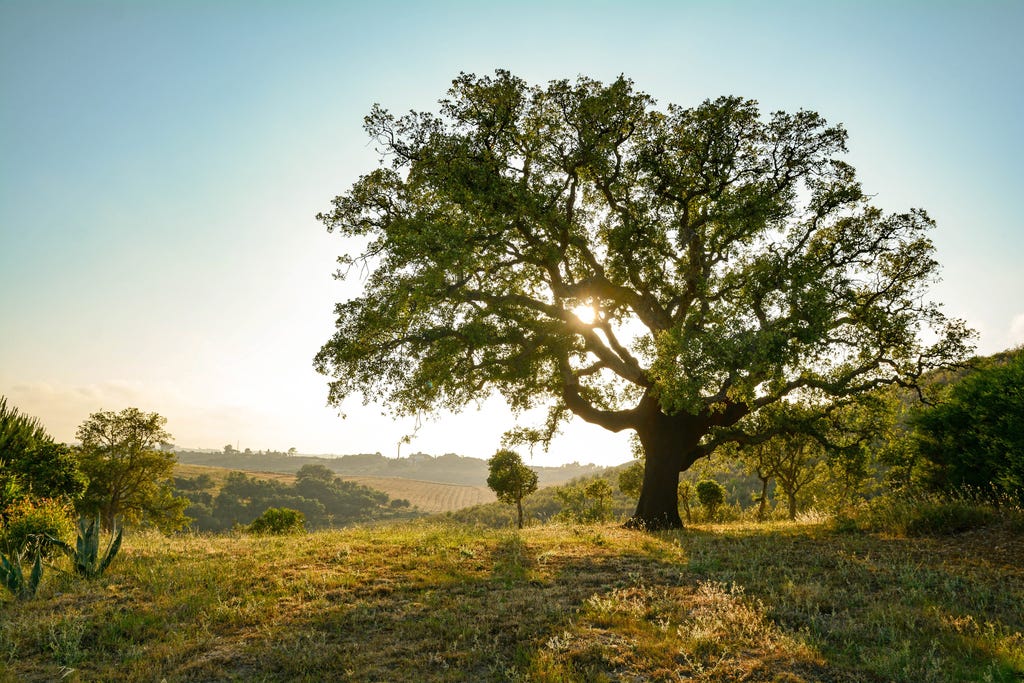 Design, Wine and Downtime in Rural Portugal