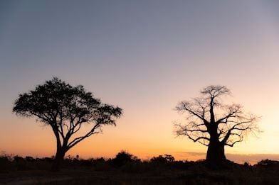 Luxurious tented safari camp nestled in Botswana's Okavango Delta, featuring elegant canvas suites with wooden decks overlooking pristine wildlife landscape