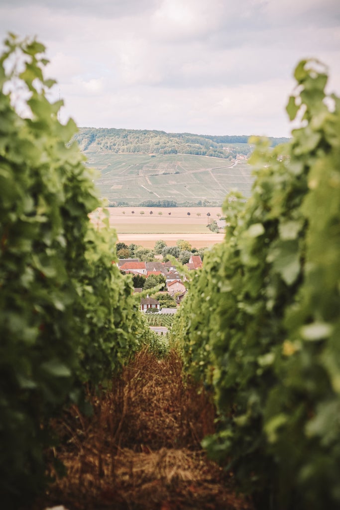 Luxurious vineyard landscape with rolling hills, elegant wine châteaux, and golden sunlight illuminating rows of meticulously maintained champagne grapevines in France.