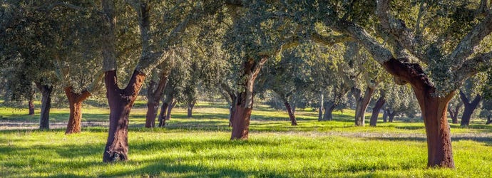 Alentejo is home to one of the world's largest cork forests