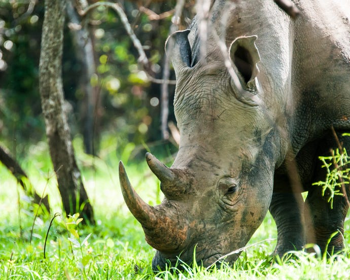 Enjoy one last morning safari drive
