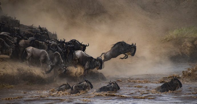 Wildebeest daring to swim across the mighty Mara River during the Great Migration