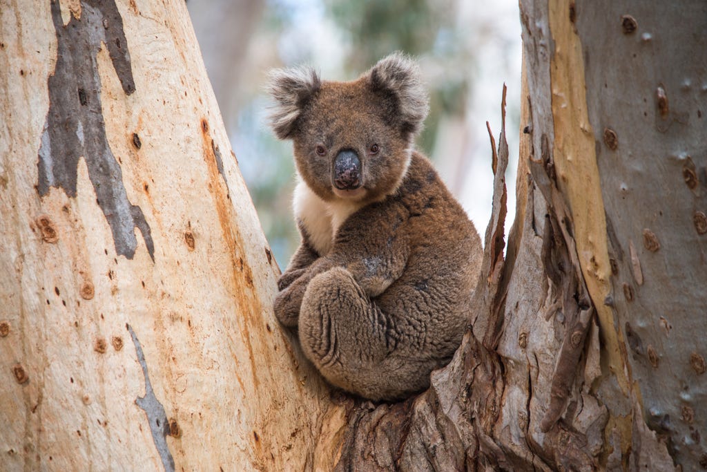 A Honeymoon to Australia