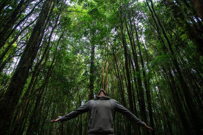 Pumalín Park – very green, very humid