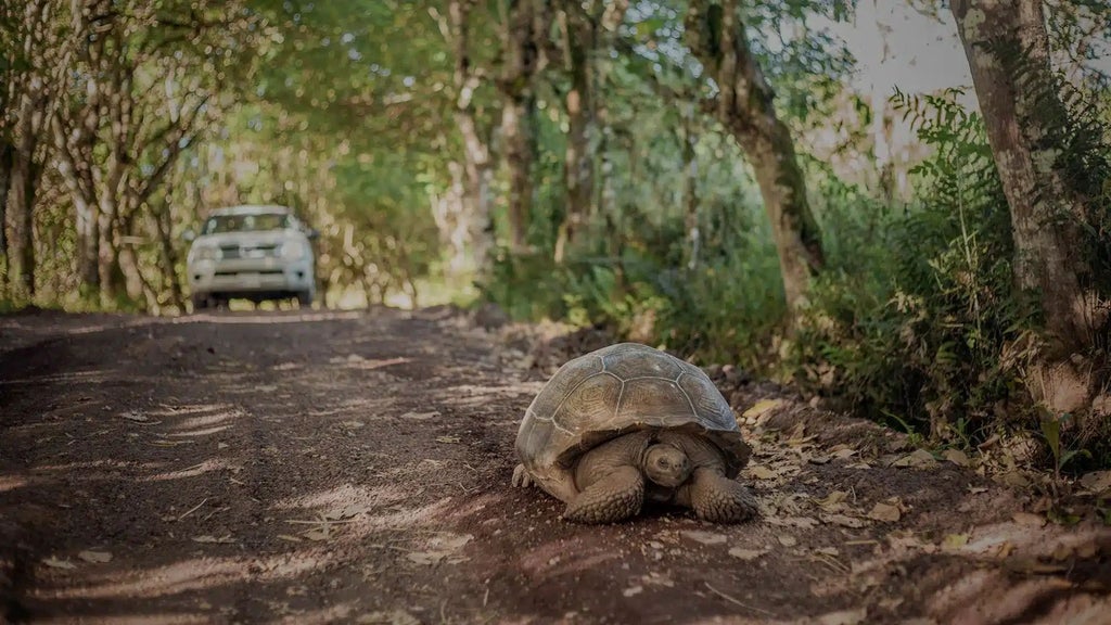 Rustic luxury safari-style tent at Galapagos Safari Camp, perched on wooden platform with lush green highlands and misty volcanic landscape background