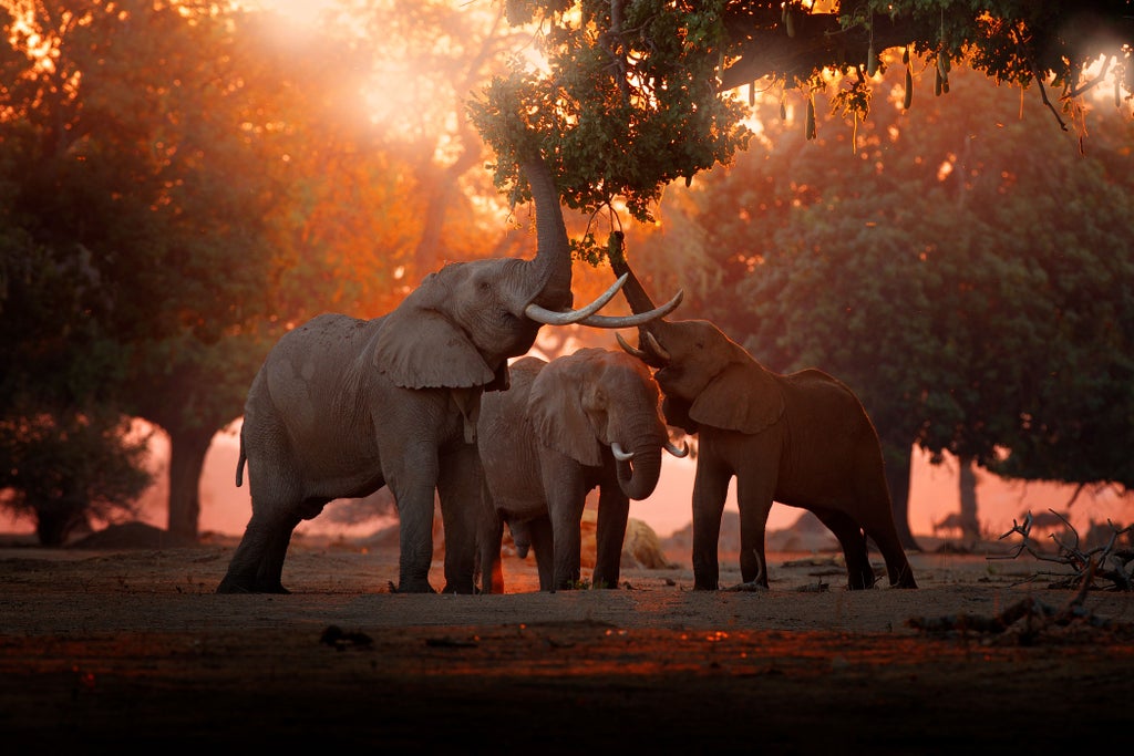 Asian elephants enjoying mud bath alongside visitors in lush jungle sanctuary, while caretakers observe the natural interactions