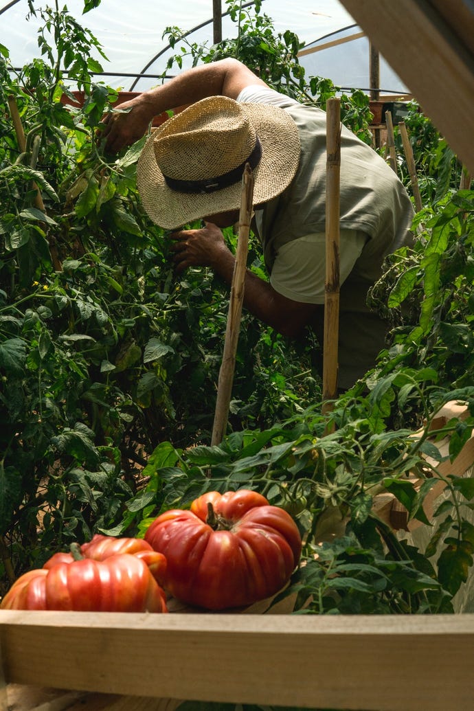 Harvesting just outside the cabana