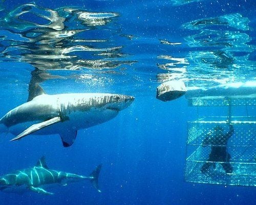 Metal cage submerged in clear blue ocean waters, with Great White Shark approaching close, while divers observe from inside