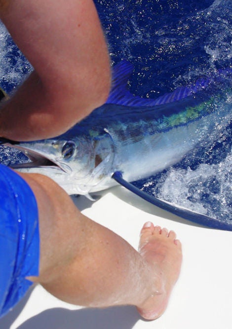 Deep sea fishing boat off Madeira's rugged coastline, with professional anglers reeling in a large marlin against pristine blue waters