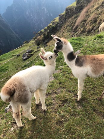 Llamas at Machu Picchu!
