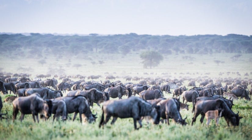 Wildebeest as far as the eye can see