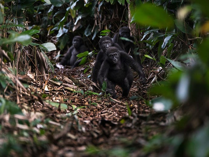 A troop of gorillas in the Congo Basin