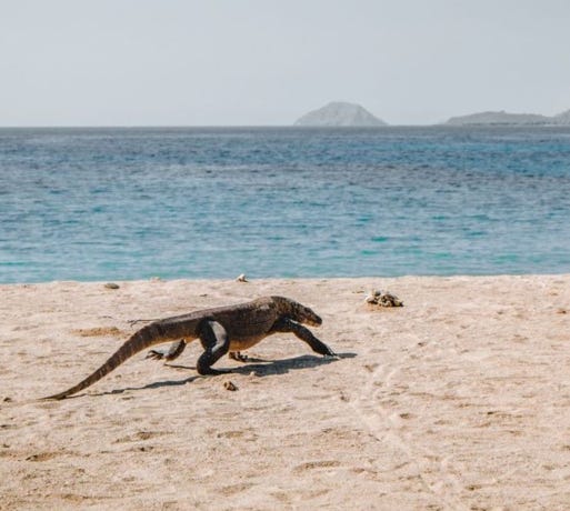 Komodo Dragons
