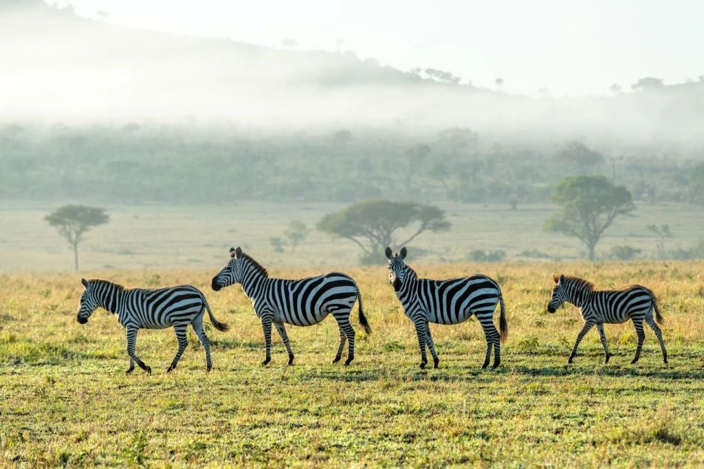 Luxurious safari tent overlooking Serengeti plains at sunset, with canvas walls, private deck, and elegant outdoor furnishings