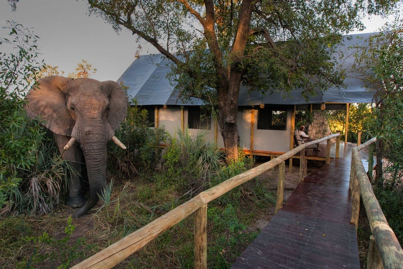 Elevated safari lodge with thatched-roof rooms overlooking a serene Okavango Delta wetland, surrounded by acacia trees at sunset